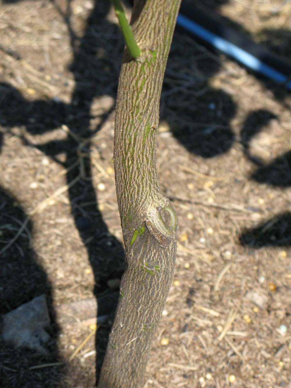              Bark (Winter Haven, FL)       